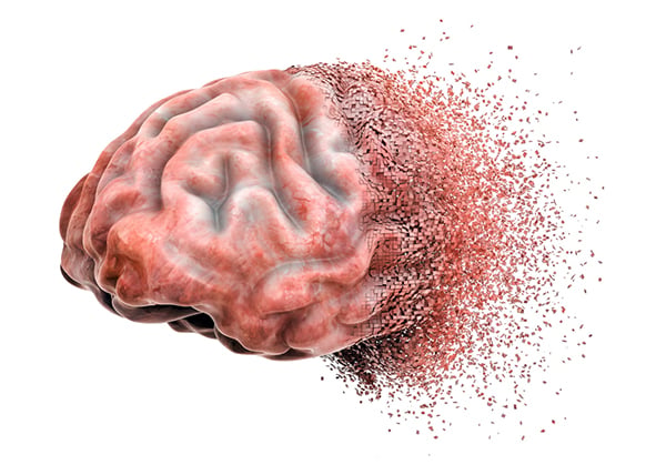 Brain